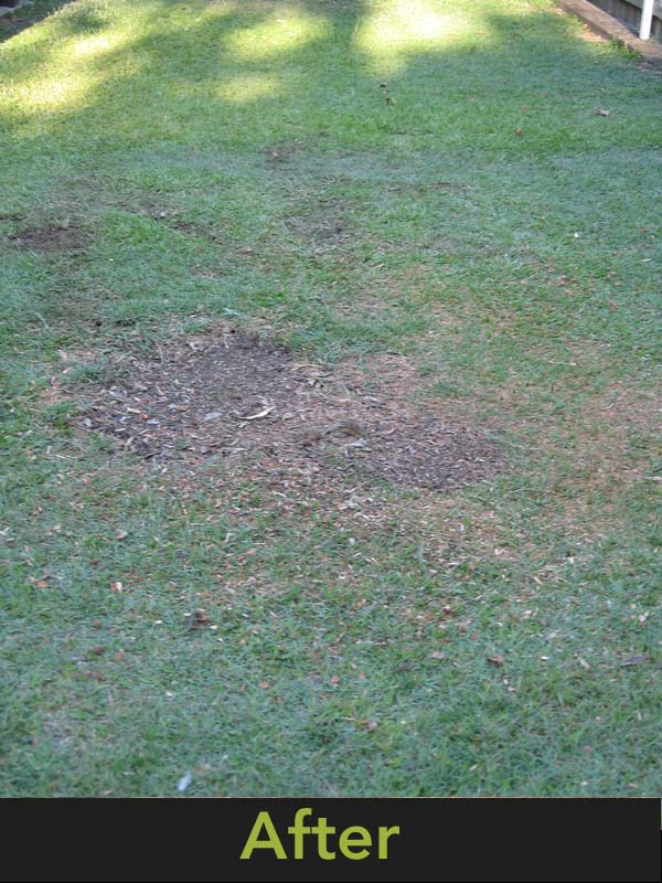 Stump Grinding - A picture of what the tree stump looks like after it has been ground out