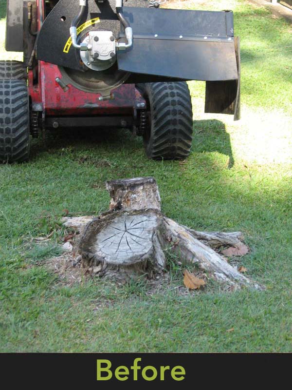 Stump Grinding - A picture of the tree stump before it has been ground out